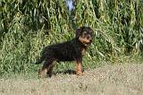 AIREDALE TERRIER 073